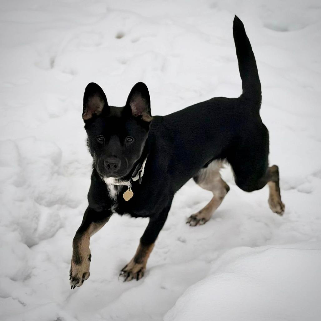 CT Kash, a Adoptable mixed breed in Stormville, NY image 4/6