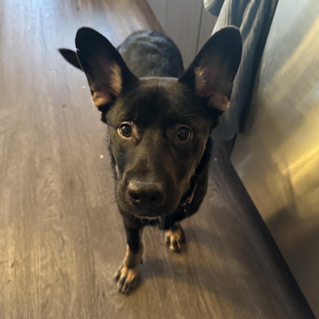 CT Kash, a Adoptable mixed breed in Stormville, NY image 6/6