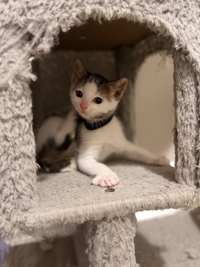 Bond, Adoptable, Kitten Male Domestic Short Hair.