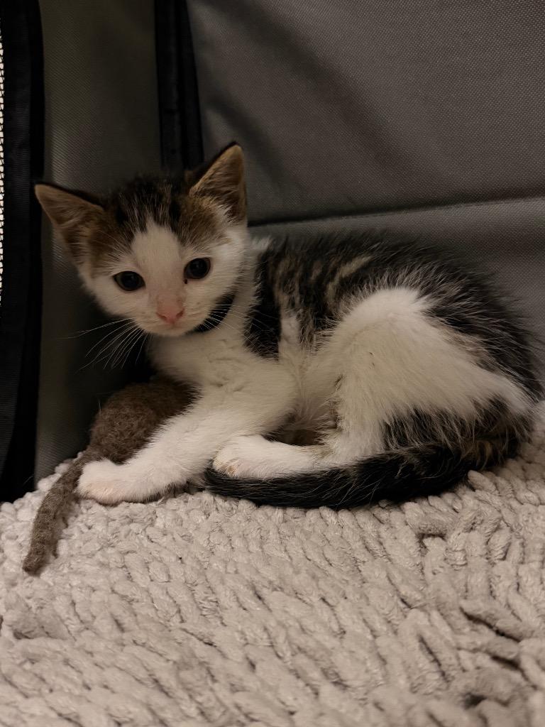 Enlarge Bond, a Adoptable mixed breed in Newnan, GA image 2/3