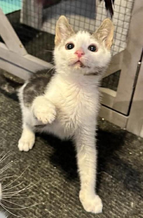 Enlarge Bond, a Adoptable mixed breed in Newnan, GA image 3/3