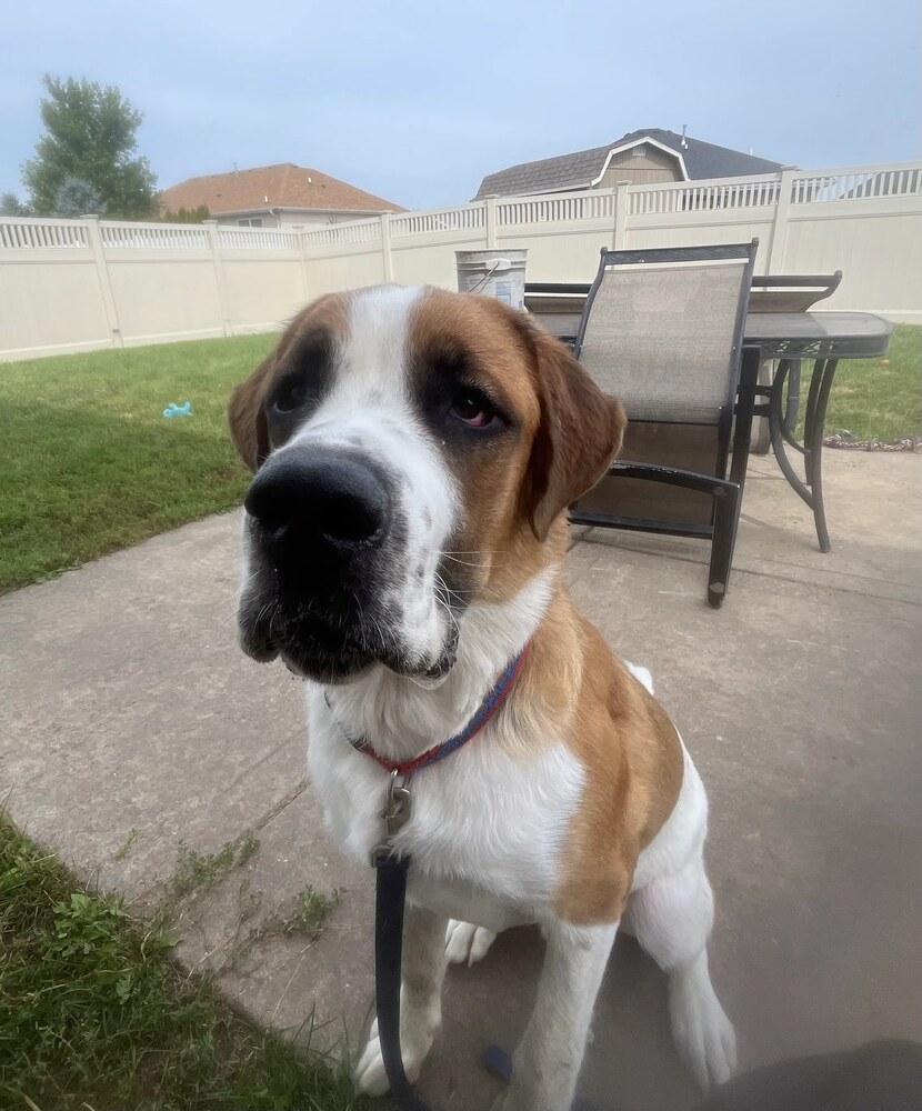 Herman, Adoptable, Puppy Male Saint Bernard.
