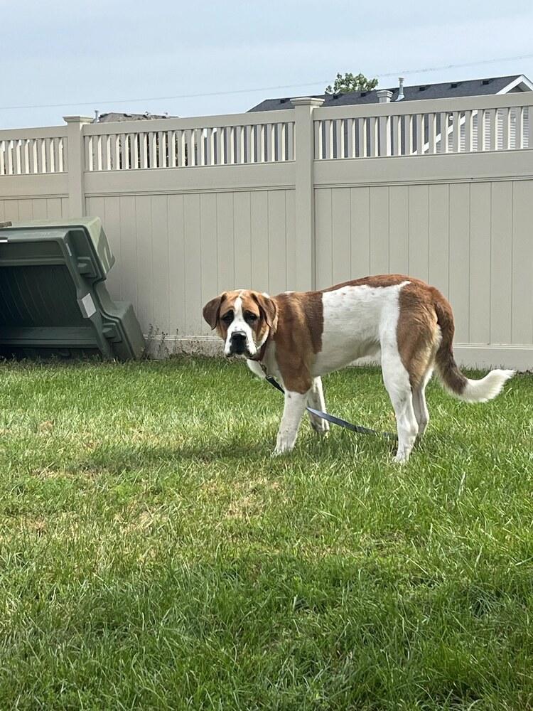 Enlarge Herman, a Adoptable Saint Bernard in Oswego, IL image 2/6