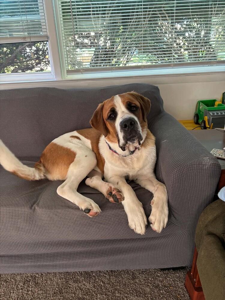 Enlarge Herman, a Adoptable Saint Bernard in Oswego, IL image 3/6