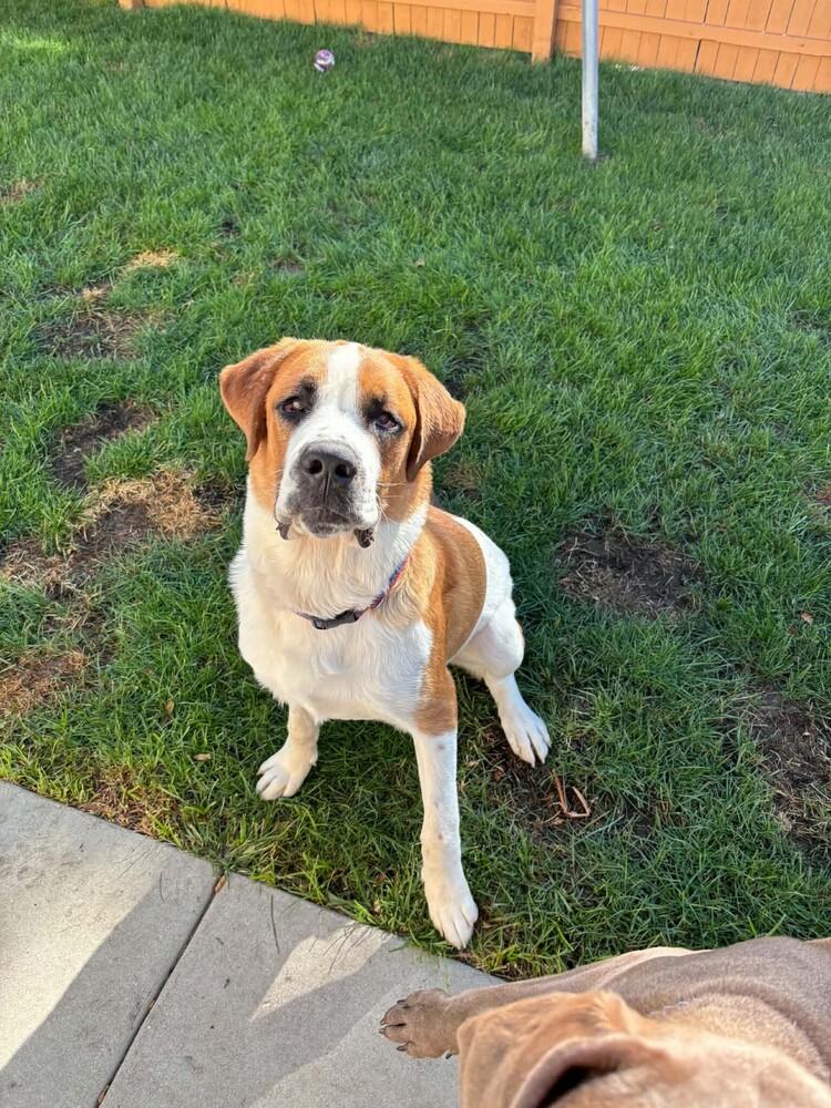 Enlarge Herman, a Adoptable Saint Bernard in Oswego, IL image 4/6