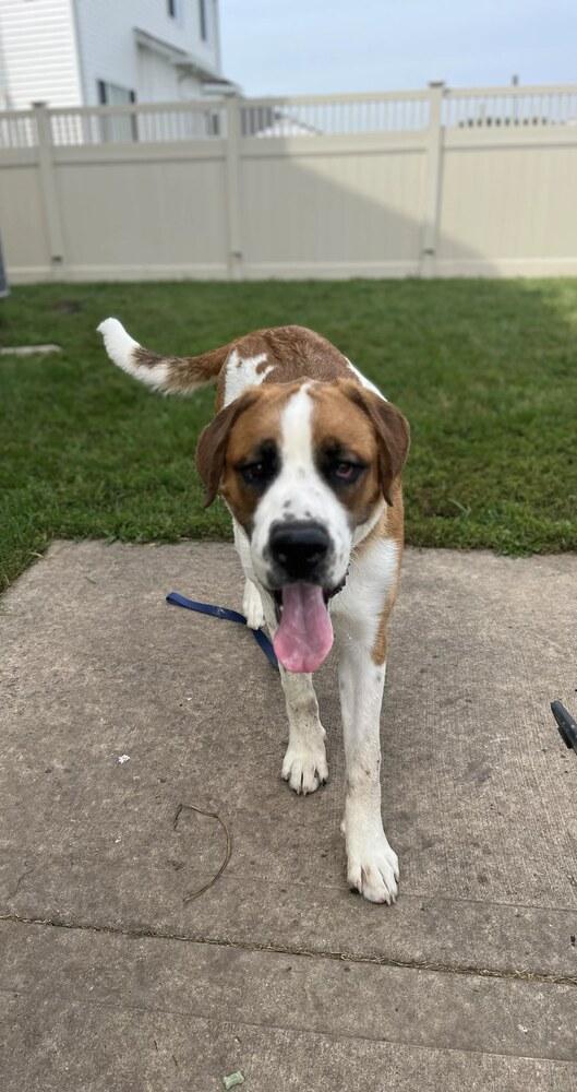 Enlarge Herman, a Adoptable Saint Bernard in Oswego, IL image 5/6