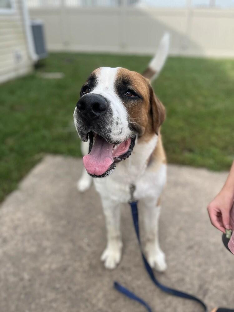 Enlarge Herman, a Adoptable Saint Bernard in Oswego, IL image 6/6