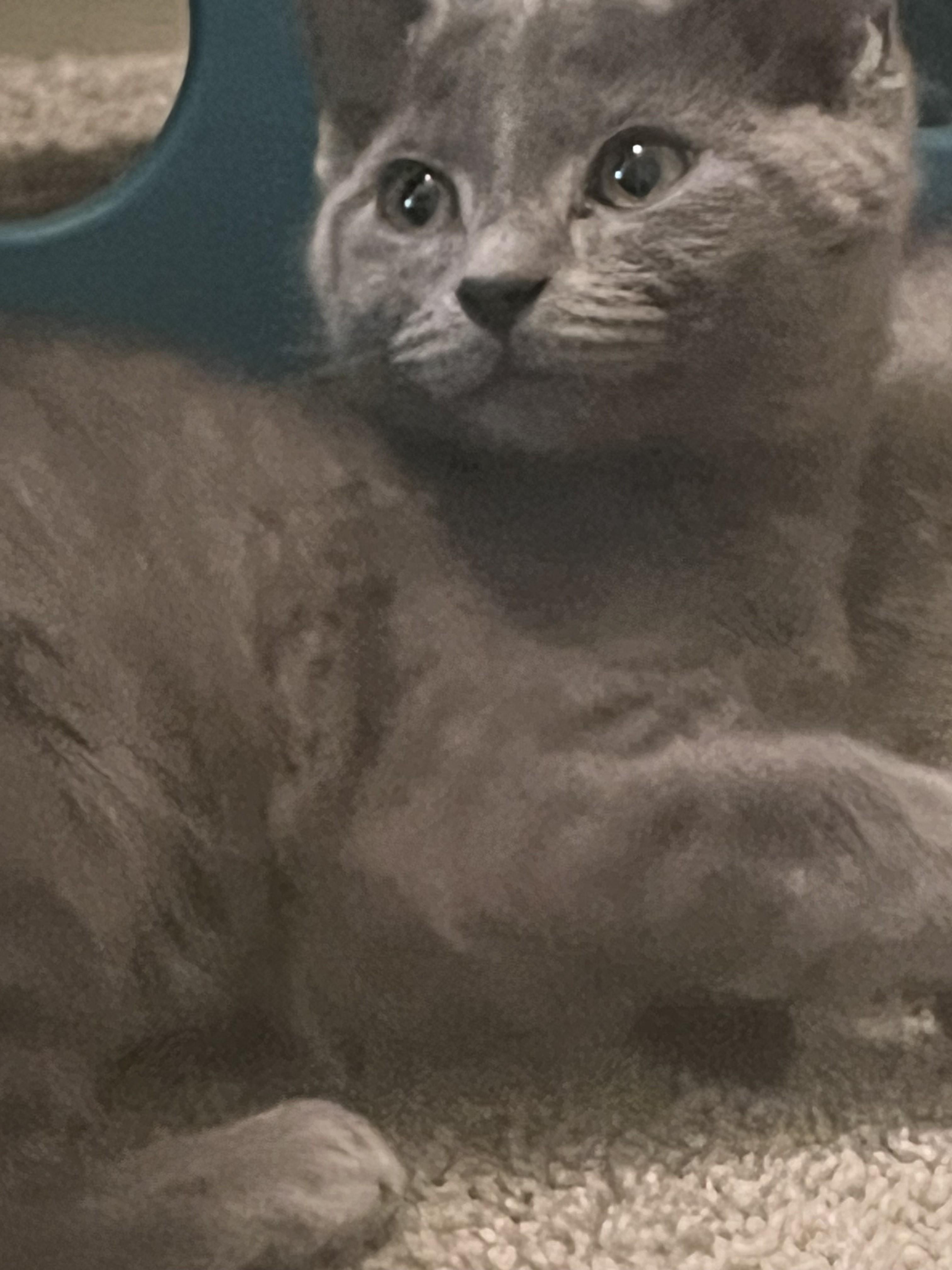 Enlarge Misty-Endless Love & Energy, a Adoptable Domestic Short Hair in Laurel, MD image 5/5