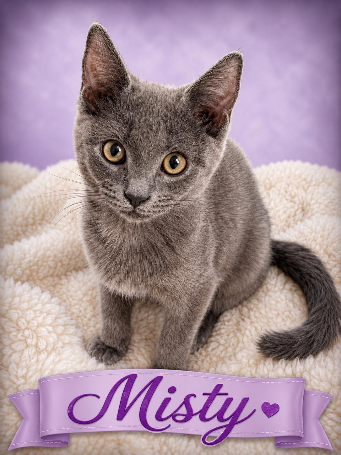 Misty-Endless Love & Energy, Adoptable, Kitten Female Domestic Short Hair.