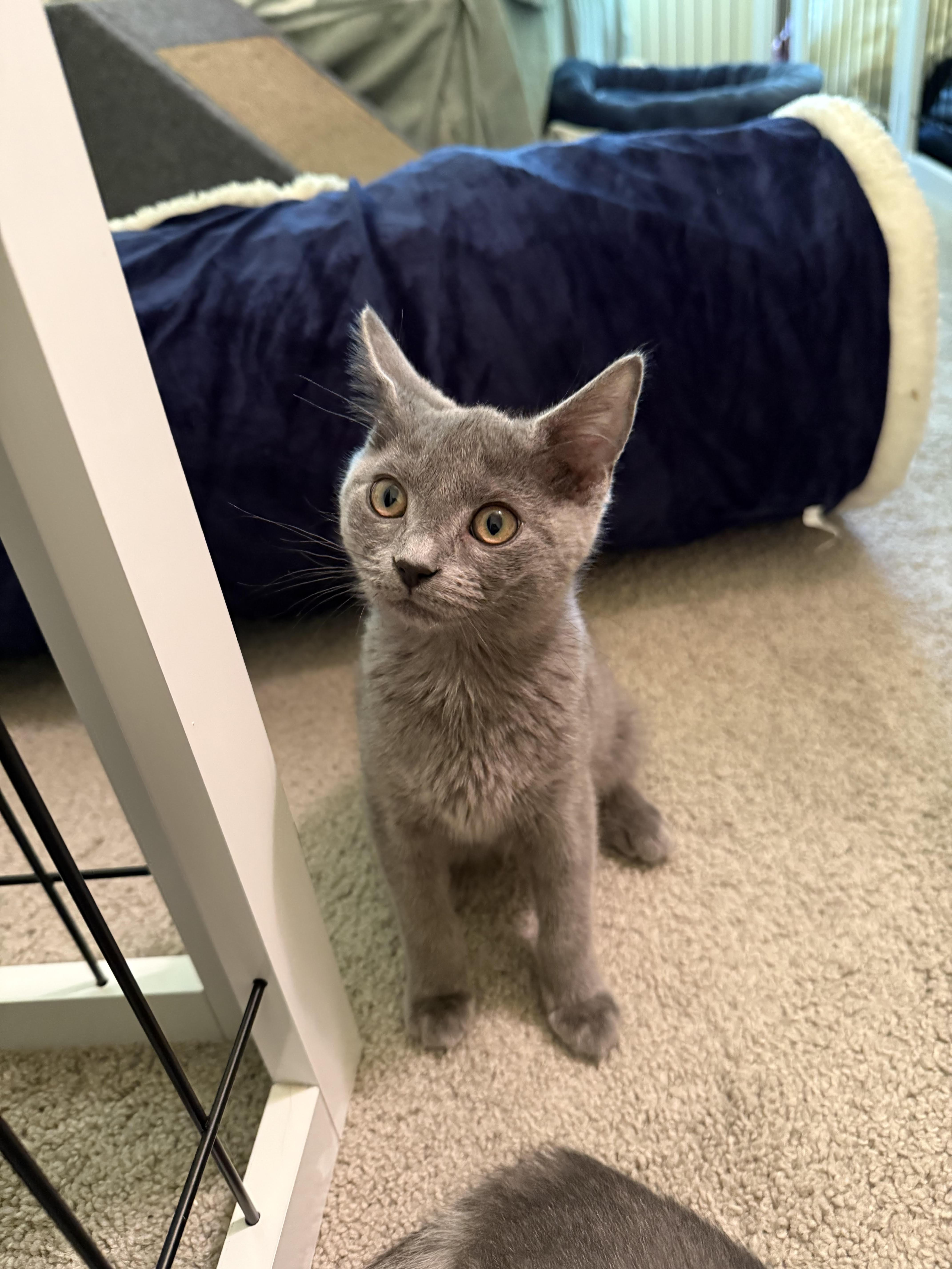 Enlarge Misty-Endless Love & Energy, a Adoptable Domestic Short Hair in Laurel, MD image 2/5