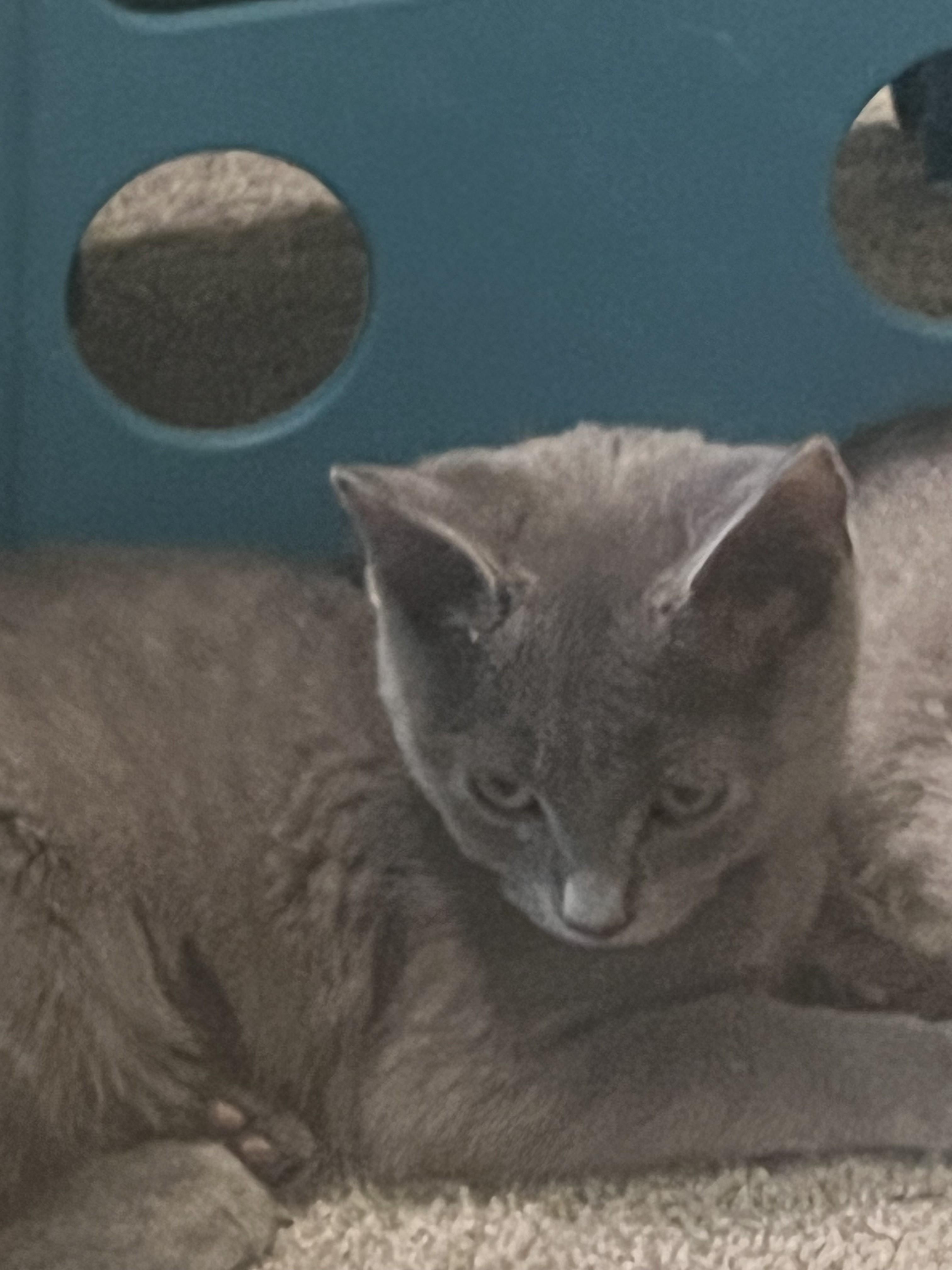 Enlarge Misty-Endless Love & Energy, a Adoptable Domestic Short Hair in Laurel, MD image 3/5