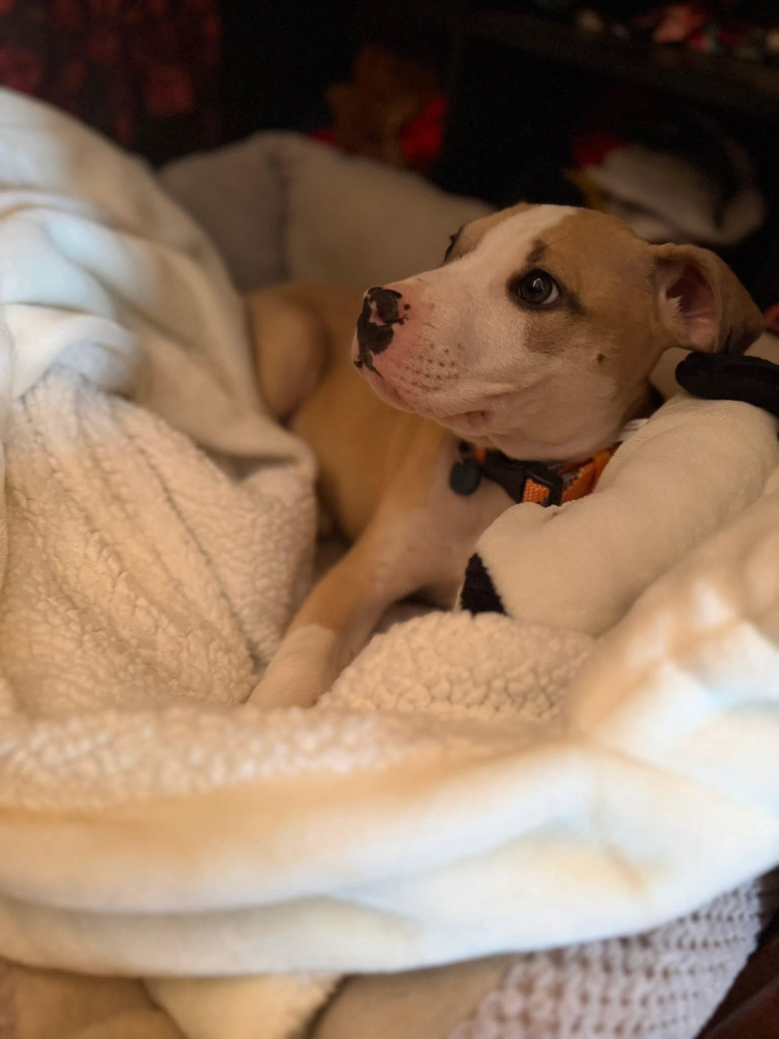 Enlarge Tramp, a ADOPTABLE mixed breed in Algonquin, IL image 4/5