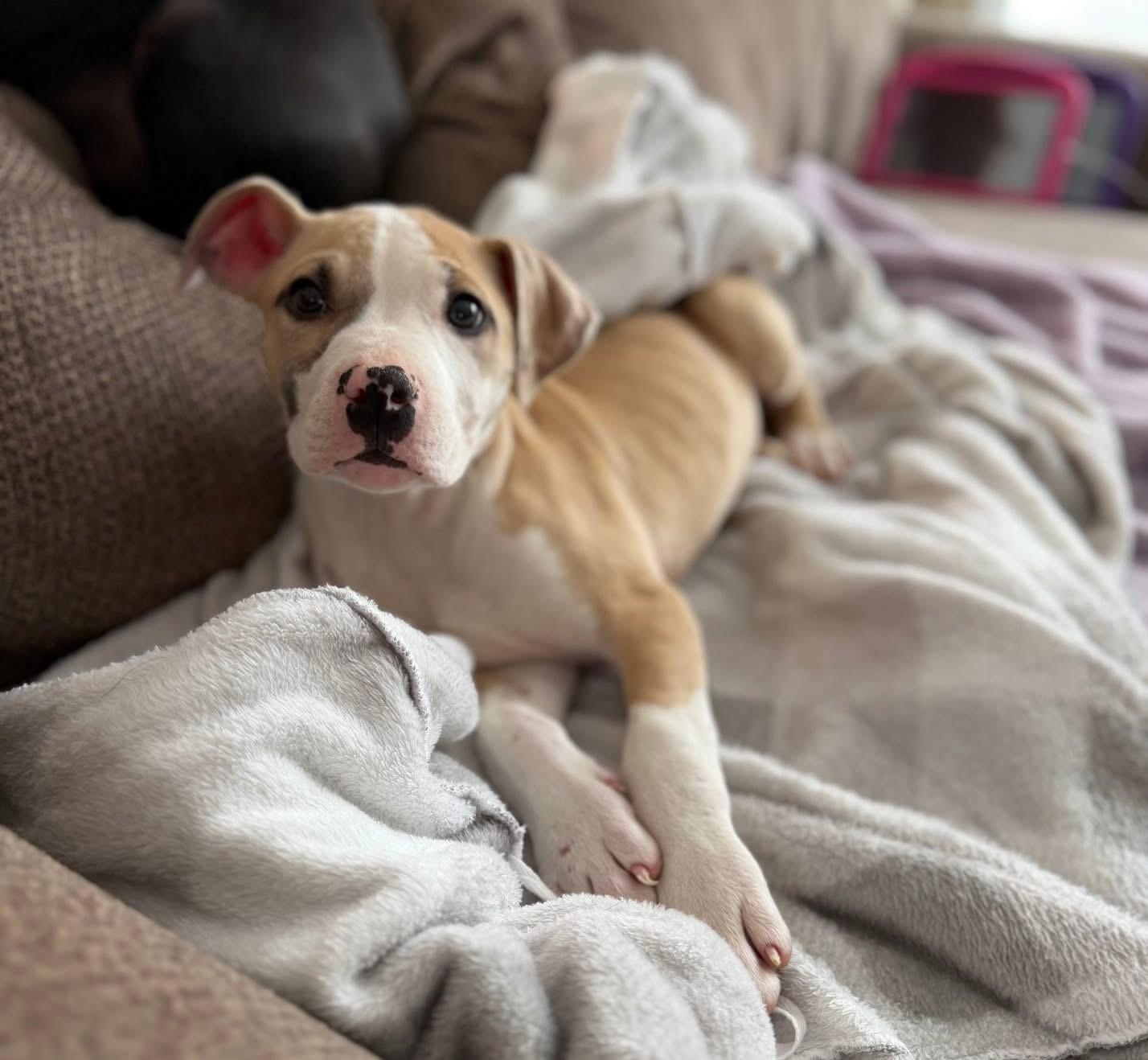 Tramp, ADOPTABLE, Puppy Male American Staffordshire Terrier.