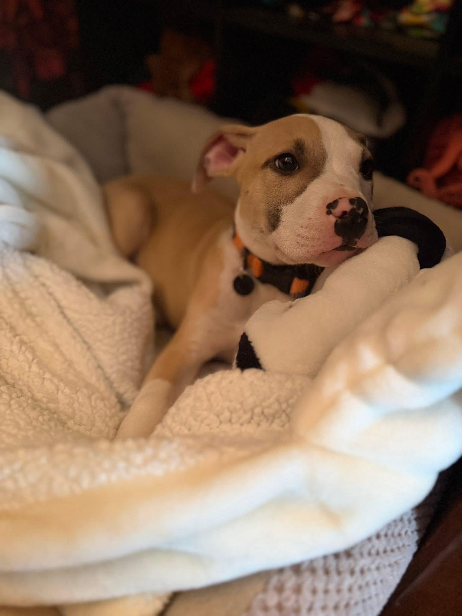 Enlarge Tramp, a ADOPTABLE mixed breed in Algonquin, IL image 3/5