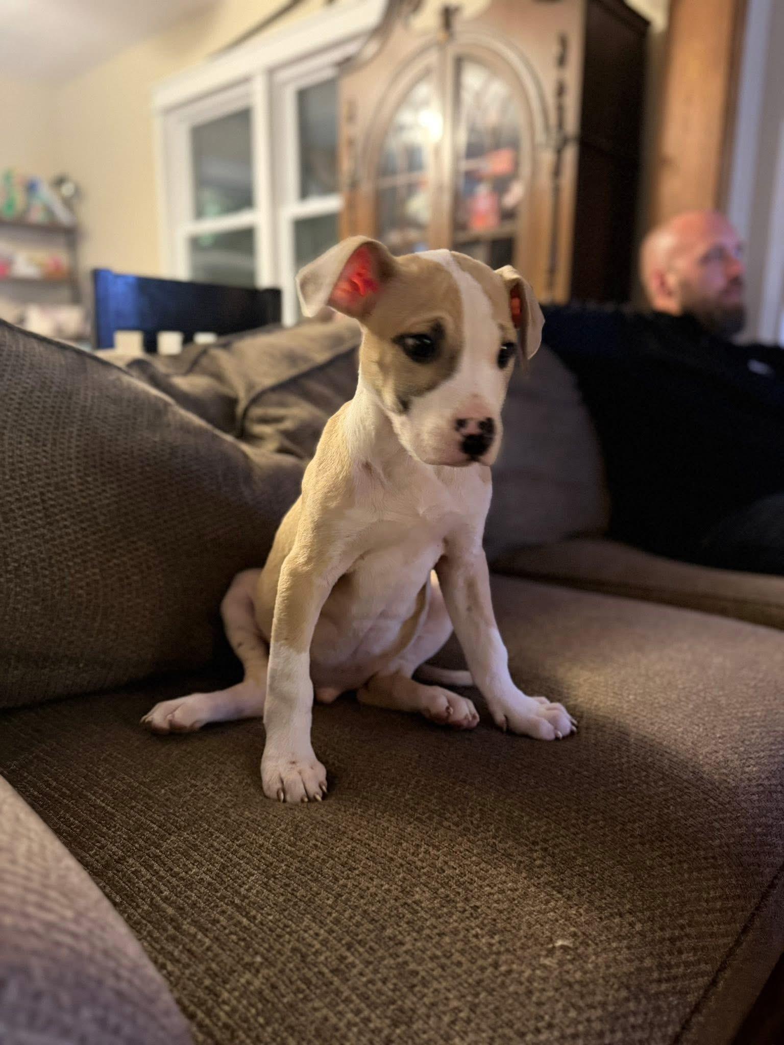 Enlarge Tramp, a ADOPTABLE mixed breed in Algonquin, IL image 2/5