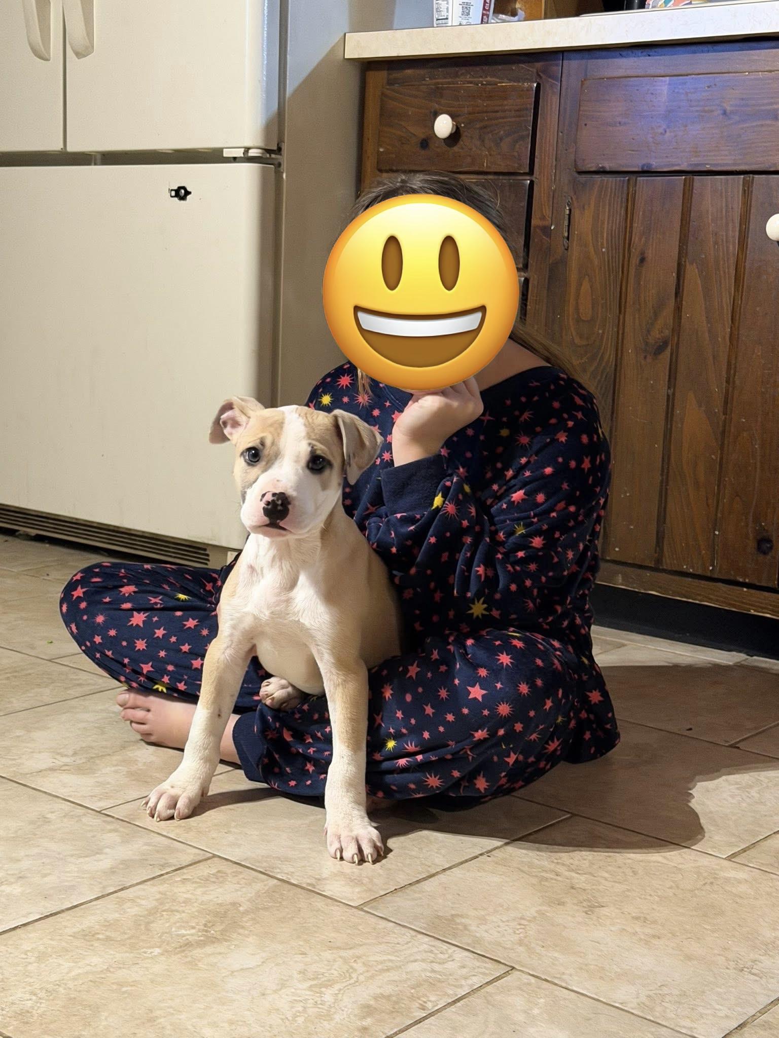 Enlarge Tramp, a ADOPTABLE mixed breed in Algonquin, IL image 5/5