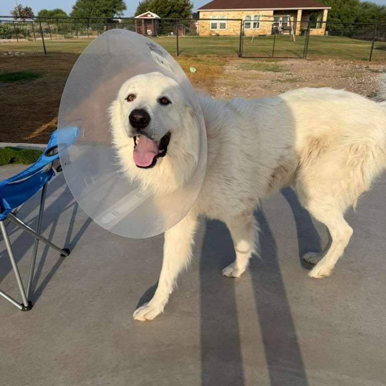 Ody (Odysseus), Adoptable, Adult Male Great Pyrenees.