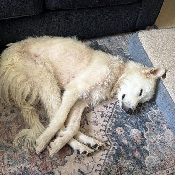 Enlarge Ody (Odysseus), a Adoptable Great Pyrenees in New Fairfield, CT image 2/6