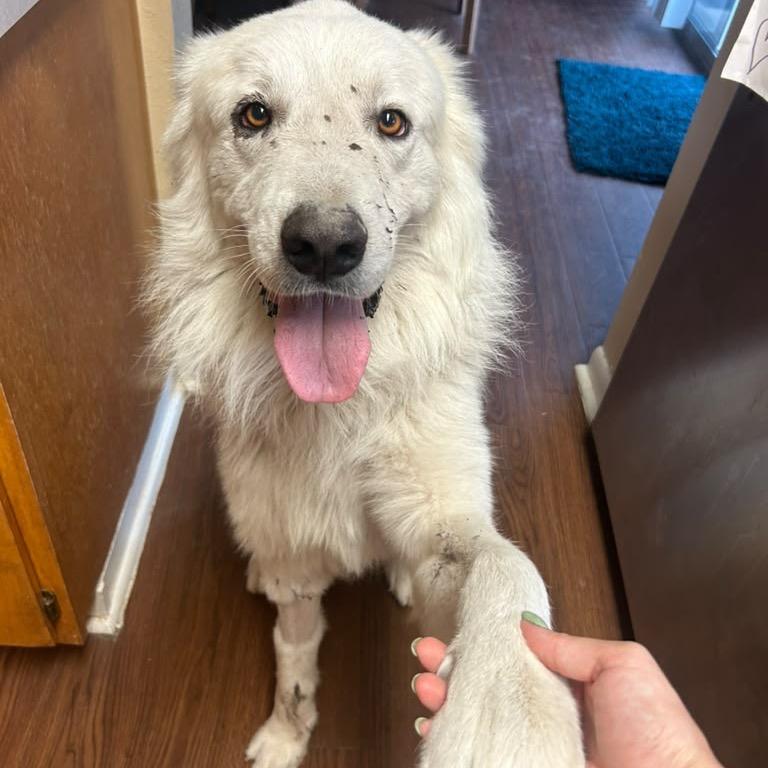 Enlarge Ody (Odysseus), a Adoptable Great Pyrenees in New Fairfield, CT image 4/6