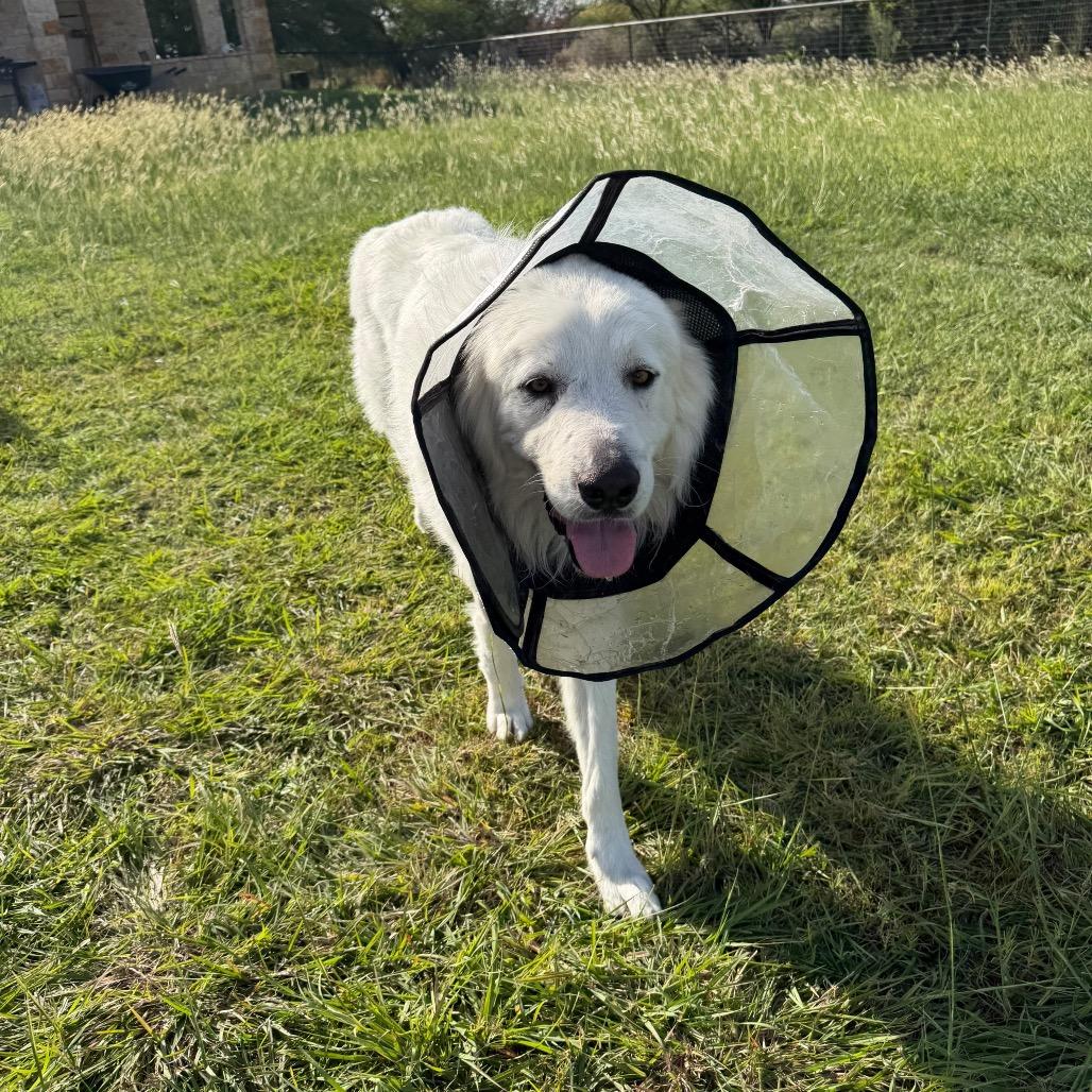 Enlarge Ody (Odysseus), a Adoptable Great Pyrenees in New Fairfield, CT image 5/6