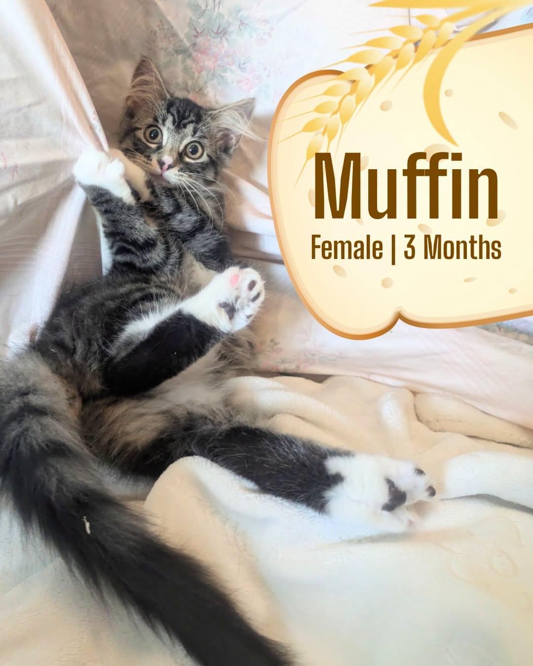 Muffin, ADOPTABLE, Kitten Female Domestic Medium Hair.