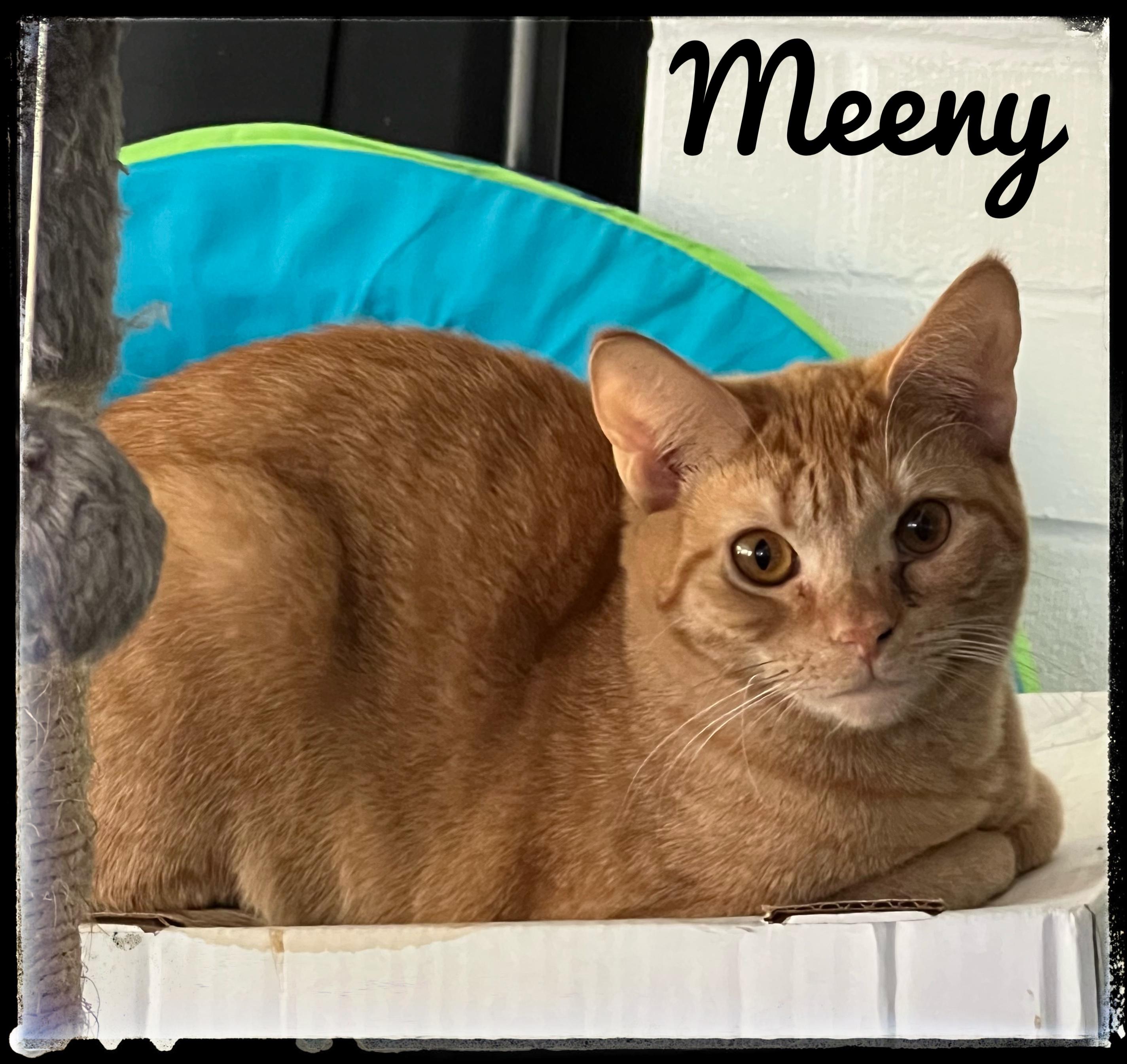 Meeny, Adoptable, Young Female Domestic Short Hair.