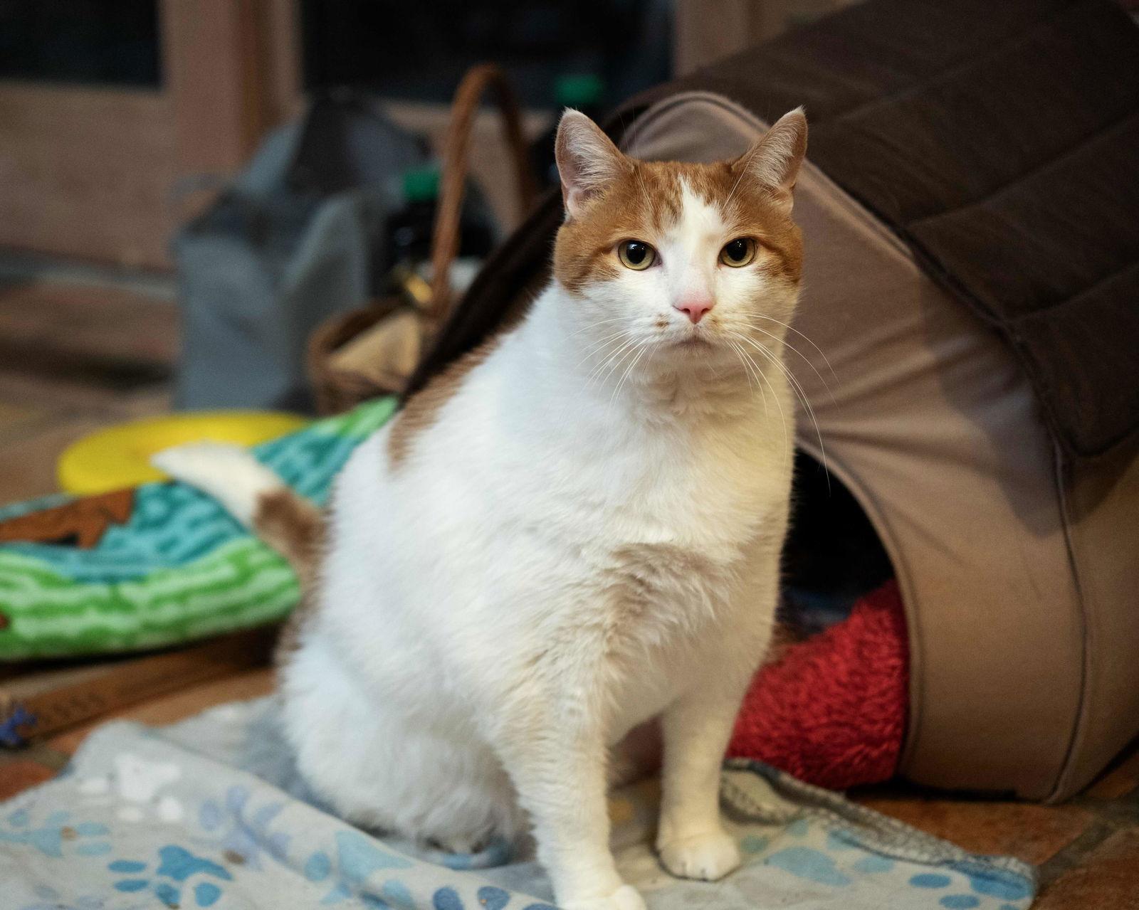 Enlarge William, a Adoptable Domestic Short Hair in Rochester, NY image 2/3