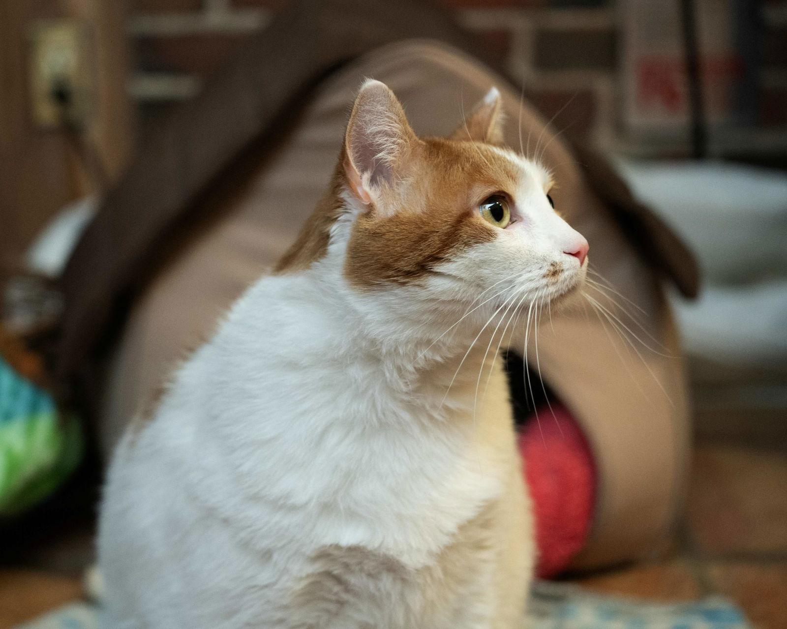 Enlarge William, a Adoptable Domestic Short Hair in Rochester, NY image 3/3