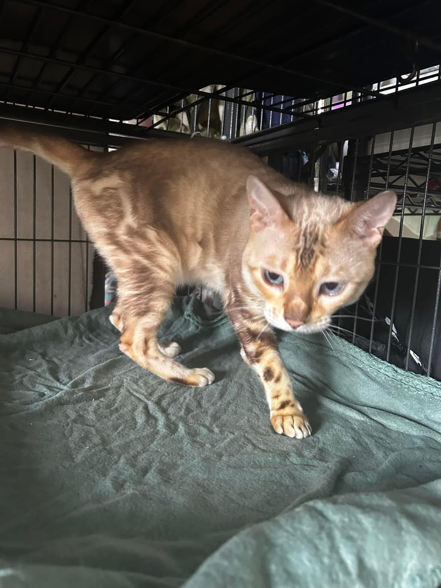 Enlarge Sasha, a Adopted Bengal in Lehigh Acres, FL image 2/2