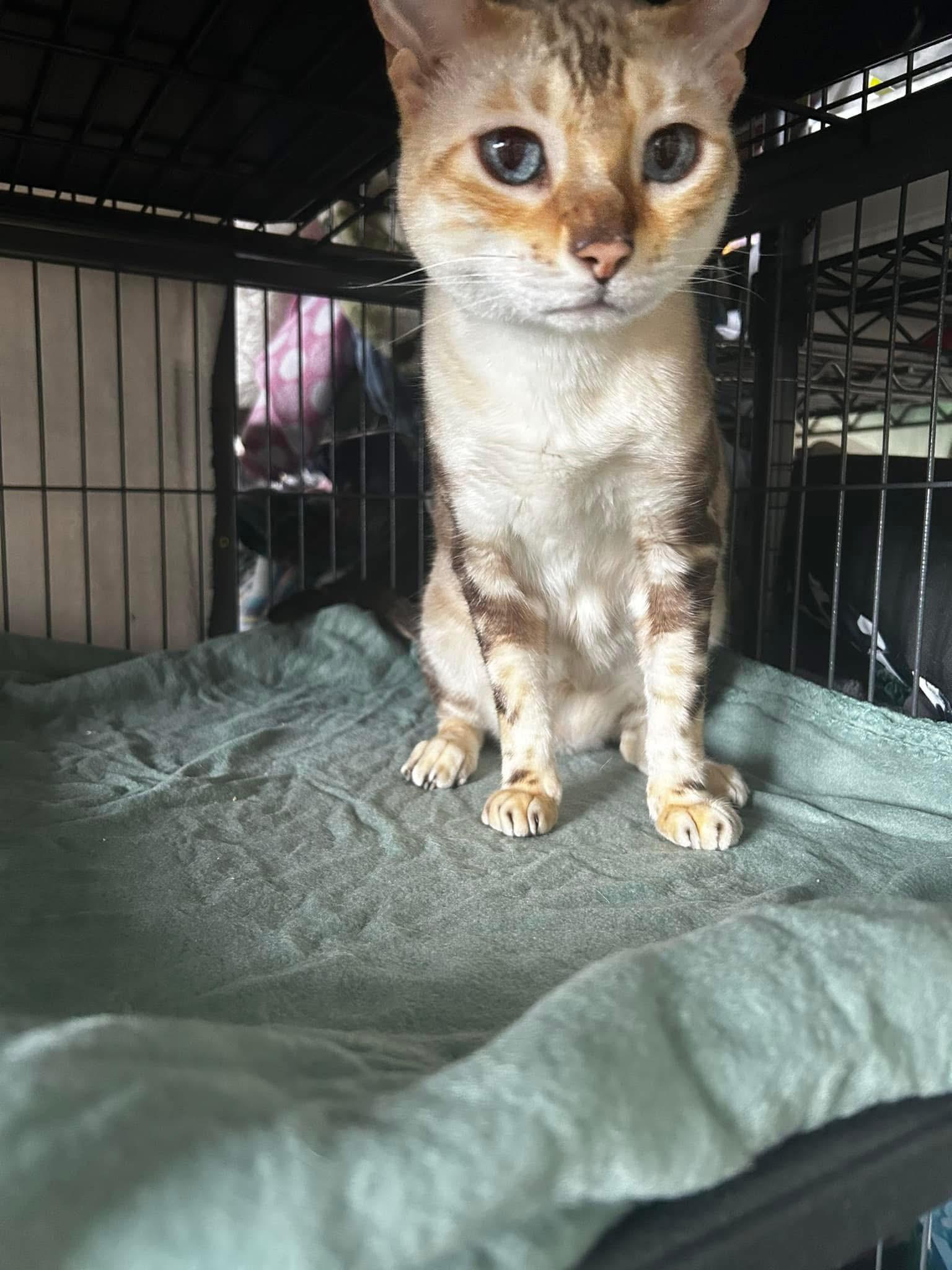 Enlarge Sasha, a Adopted Bengal in Lehigh Acres, FL image 1/2