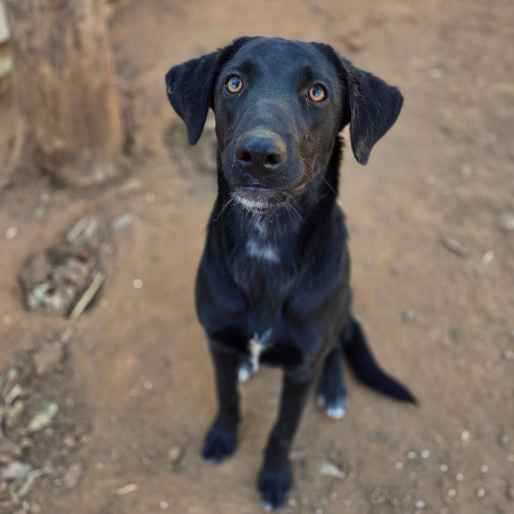 Penelope, Adoptable, Puppy Female Labrador Retriever & Mixed Breed.