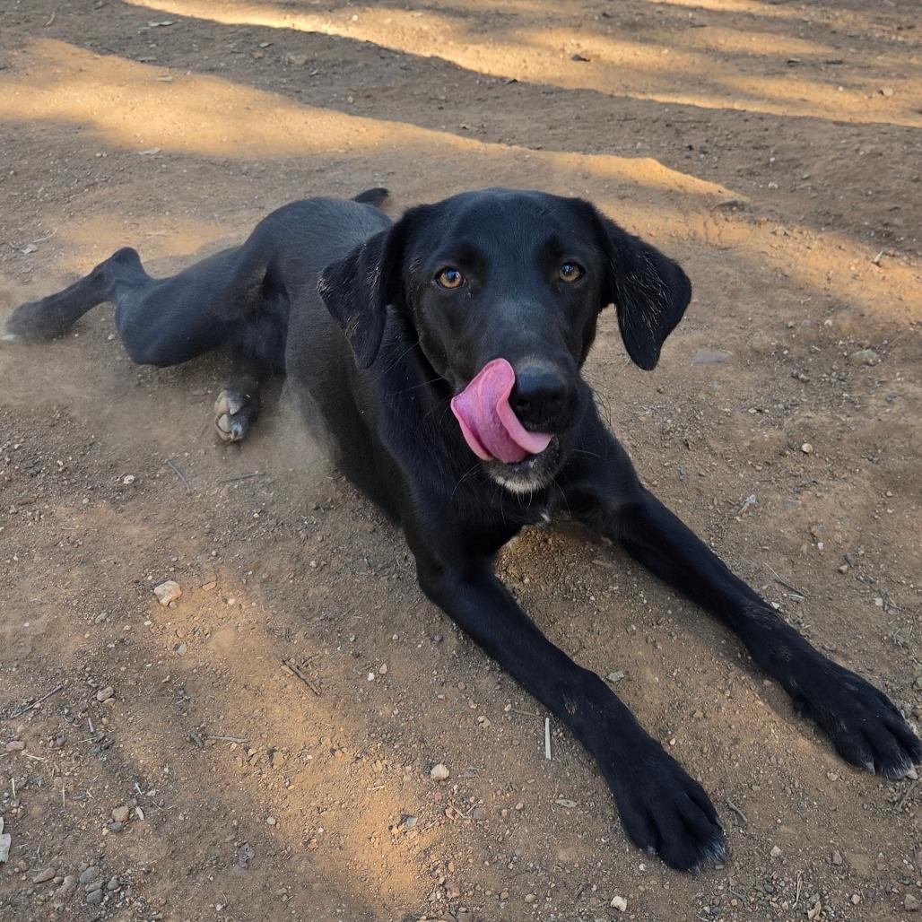 Enlarge Penelope, a Adoptable mixed breed in Pacifica, CA image 2/3
