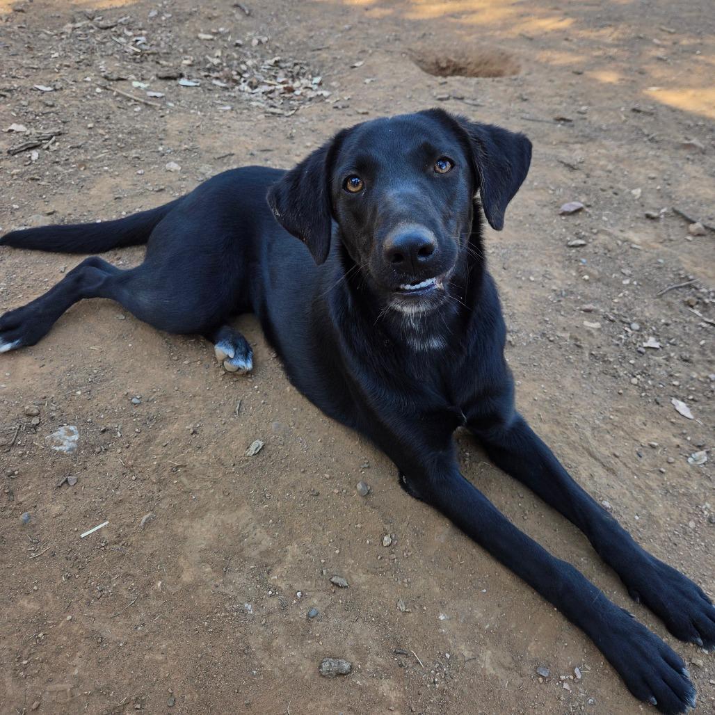 Enlarge Penelope, a Adoptable mixed breed in Pacifica, CA image 3/3