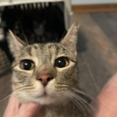 Enlarge Sierra, a ADOPTABLE Domestic Short Hair in Racine, WI image 2/2