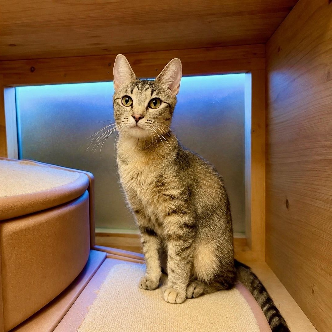 Sierra, ADOPTABLE, Young Female Domestic Short Hair.