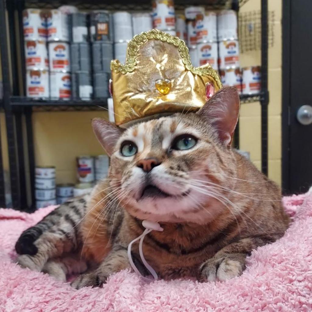 Ainsley - Foster, Adoptable, Senior Female Domestic Short Hair.