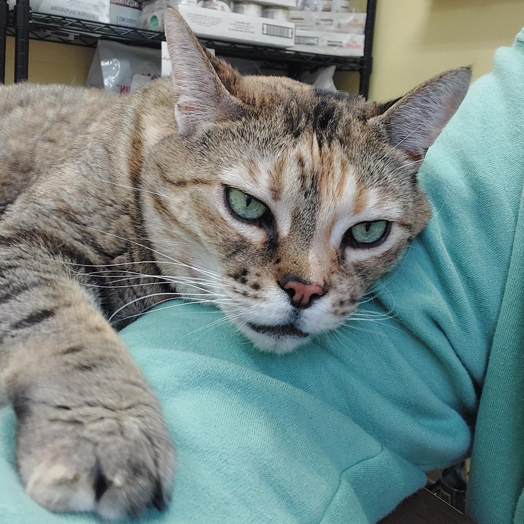 Ainsley - Foster — thumbnail 2