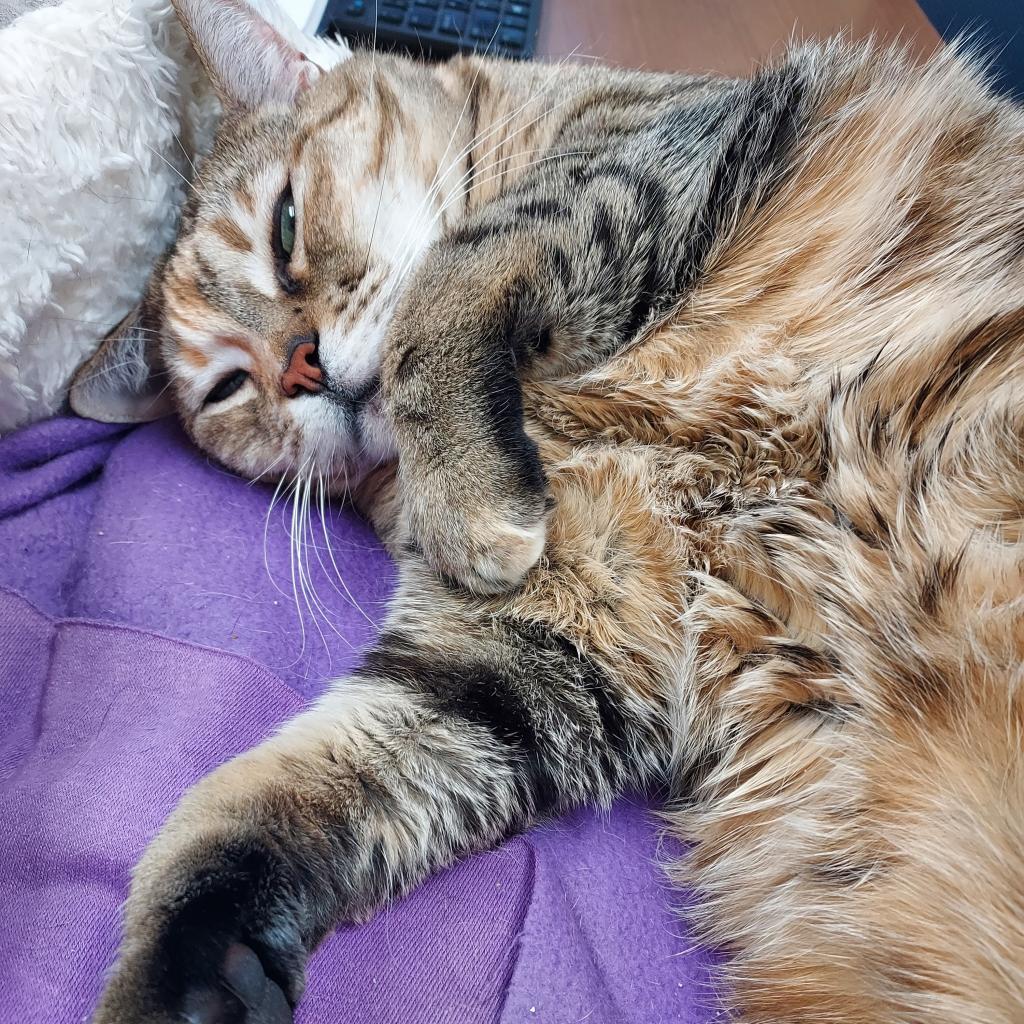 Ainsley - Foster — thumbnail 3