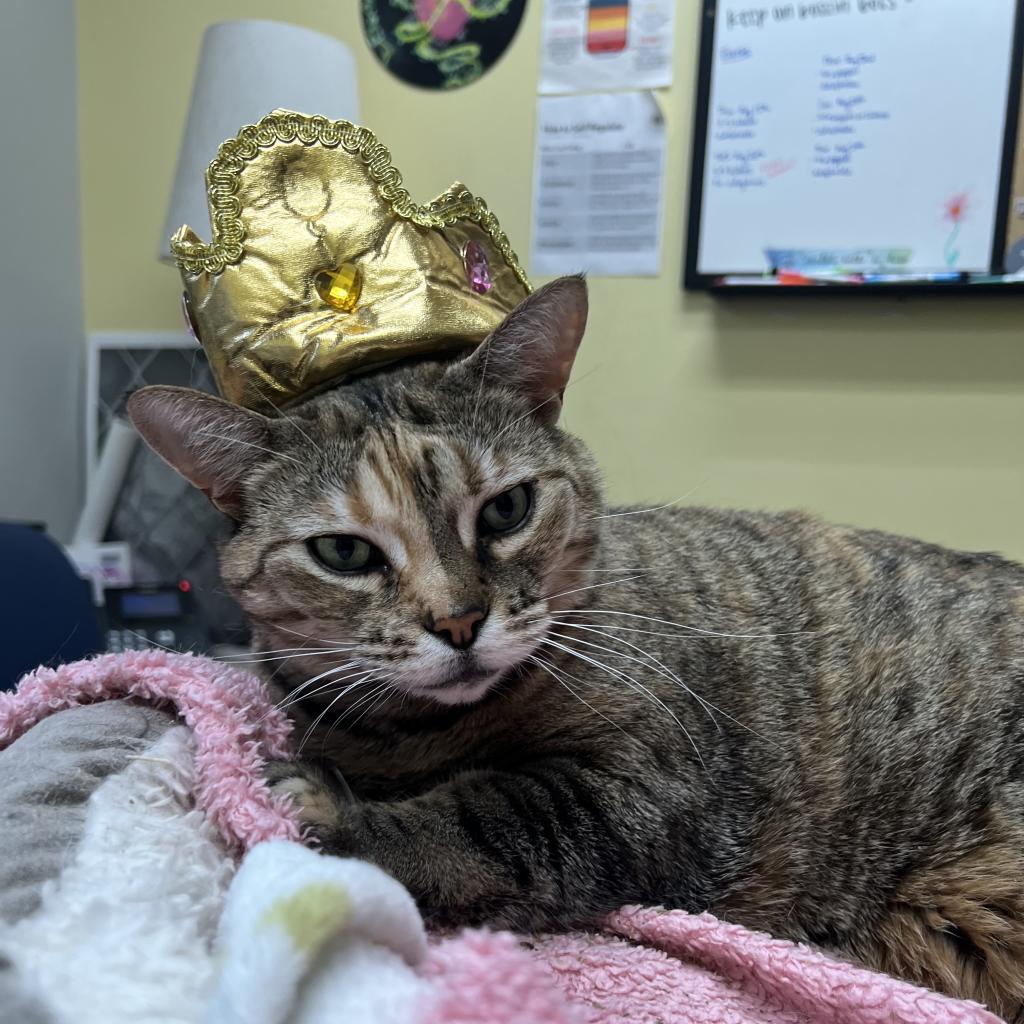 Enlarge Ainsley - Foster, a Adoptable Domestic Short Hair in Grand Rapids, MI image 4/6