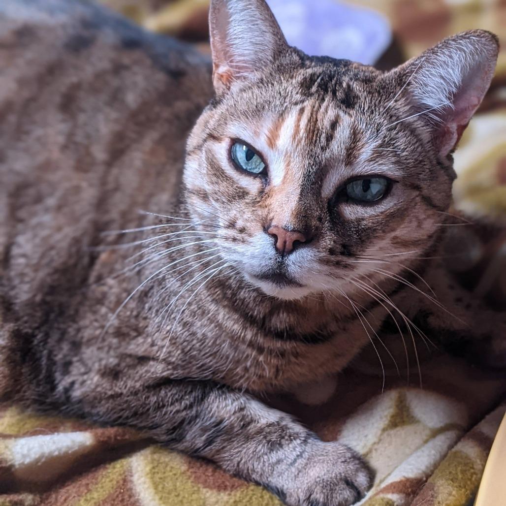 Enlarge Ainsley - Foster, a Adoptable Domestic Short Hair in Grand Rapids, MI image 5/6