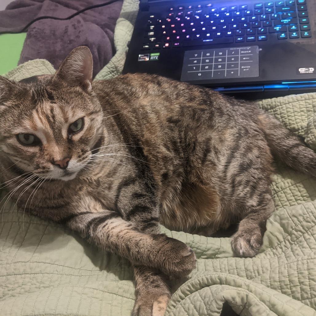 Enlarge Ainsley - Foster, a Adoptable Domestic Short Hair in Grand Rapids, MI image 5/6