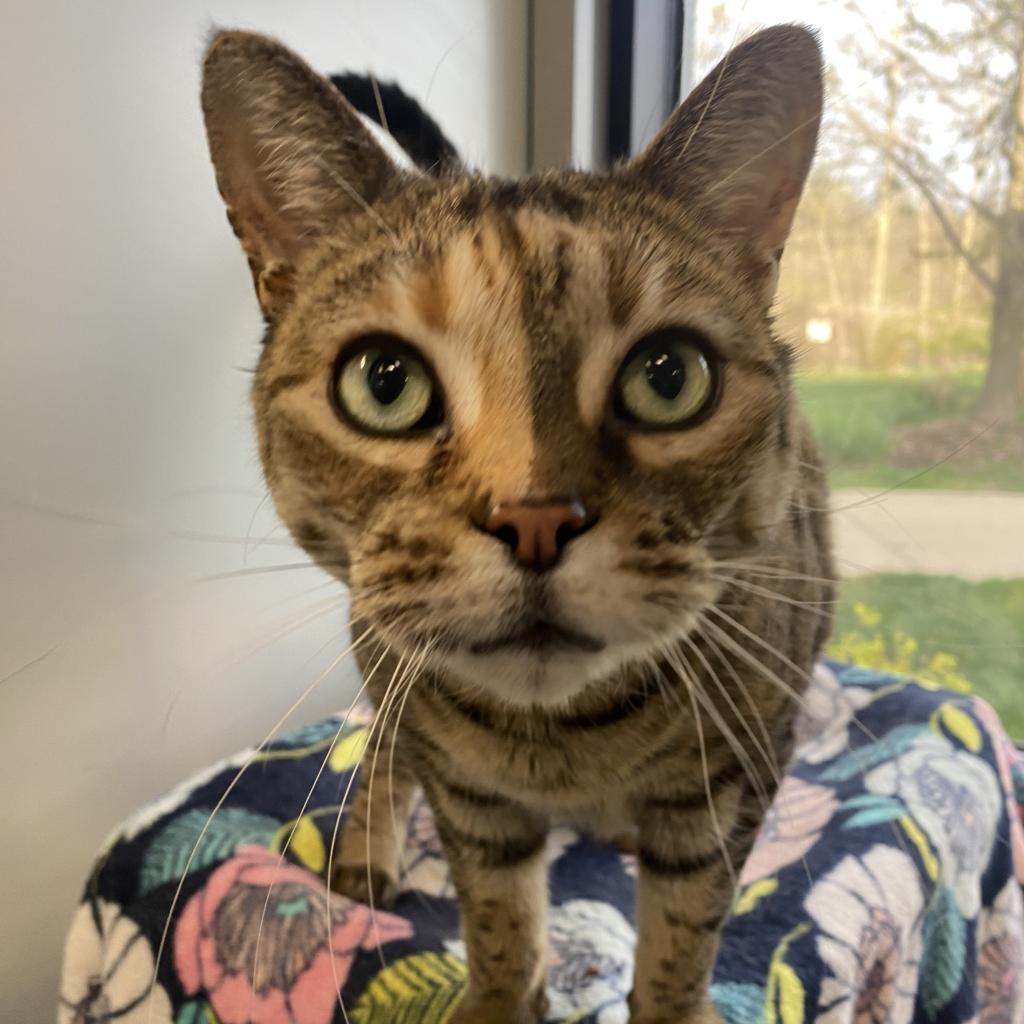 Enlarge Ainsley - Foster, a Adoptable Domestic Short Hair in Grand Rapids, MI image 6/6