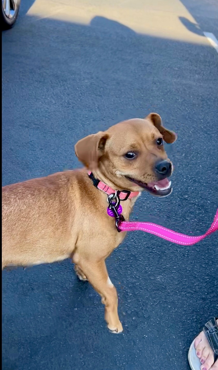 Ruby, a Adopted mixed breed image 2/4