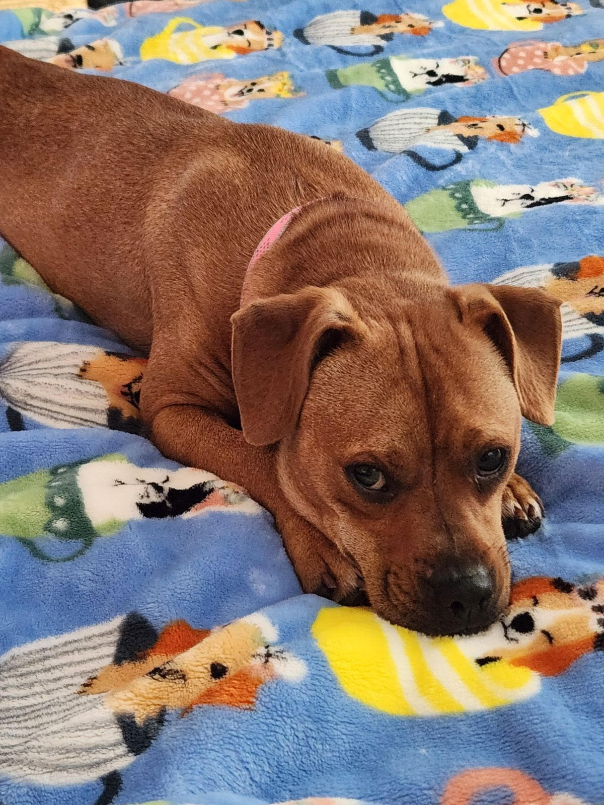 Ruby, Adopted, Young Female Beagle & Pug.