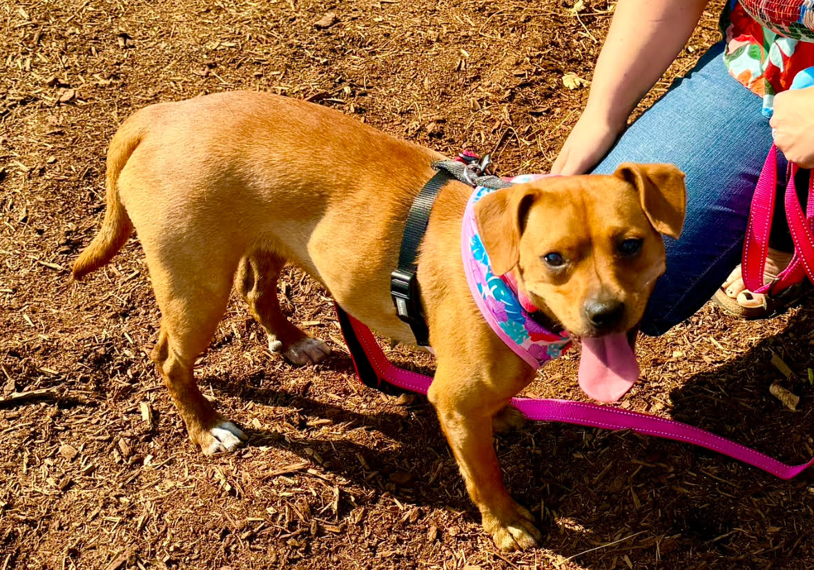 Ruby, a Adopted mixed breed image 4/4