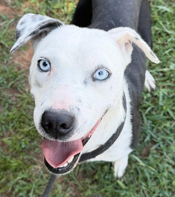 Enlarge Gertrude, a Adoptable mixed breed in Carrollton, GA image 1/3