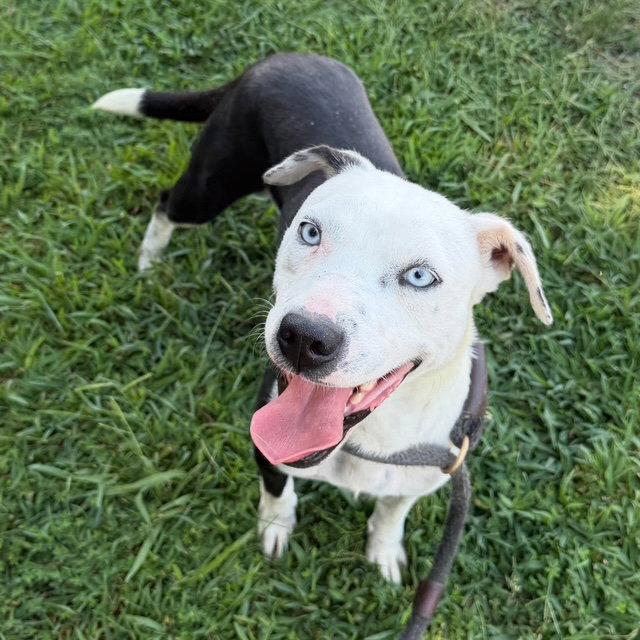 Enlarge Gertrude, a Adoptable mixed breed in Carrollton, GA image 2/3