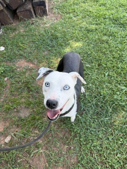 Enlarge Gertrude, a Adoptable mixed breed in Carrollton, GA image 3/3