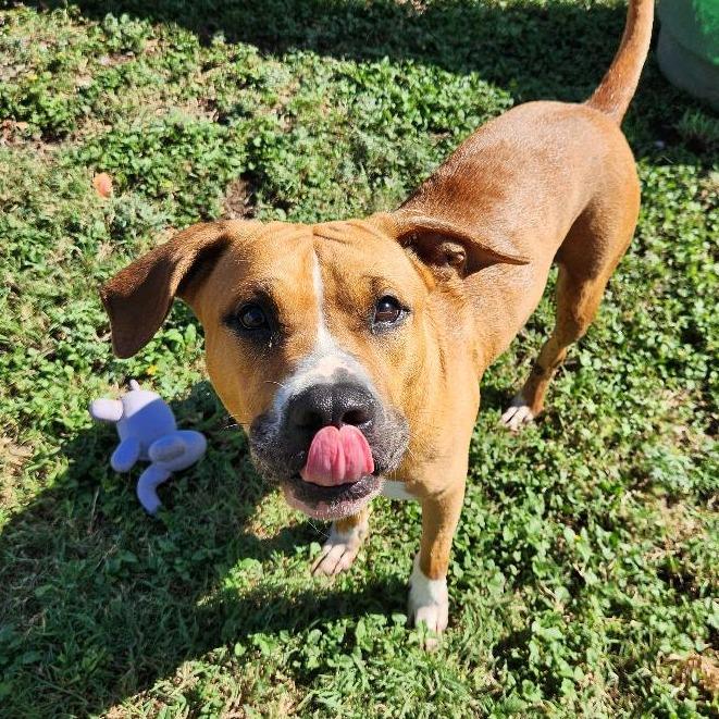 Winnie, Adoptable, Adult Female Terrier & Mixed Breed.
