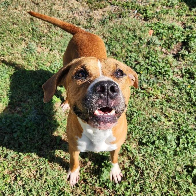 Enlarge Winnie, a Adoptable mixed breed in Corpus Christi, TX image 2/6